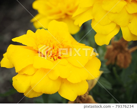 Yellow marigold Yellow marigold 79376234