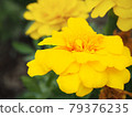 Yellow marigold 79376235