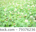 White clover blooming in the soft sunlight 79376236