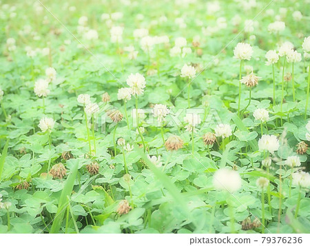 White clover blooming in the soft sunlight White clover blooming in the soft sunlight 79376236