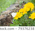 Butterflies perching on yellow marigolds 79376238