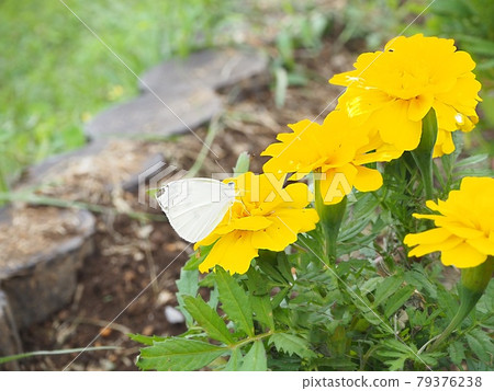 Butterflies perching on yellow marigolds Butterflies perching on yellow marigolds 79376238
