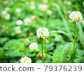 White clovers blooming dignifiedly 79376239
