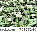 Fading white clover 79376240