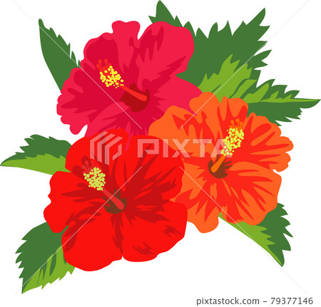 Illustration of bright three-wheeled hibiscus flowers and leaves 79377146