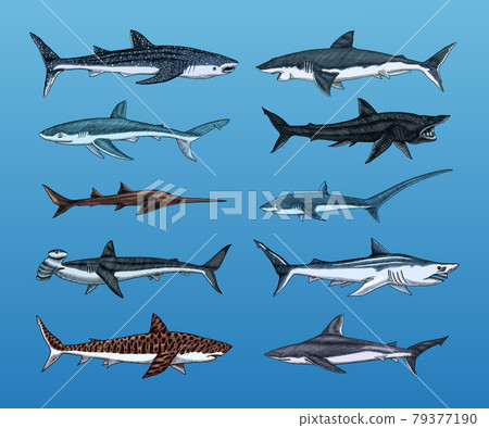 Sharks set.Great white shark, Sixgill sawshark. Basking Sand Tiger Hammerhead Thresher Atlantic Bull Sharks set.Great white shark, Sixgill sawshark. Basking Sand Tiger Hammerhead Thresher Atlantic Bull 79377190