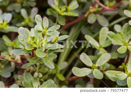 purslane plant portulaca oleracea outdoors 79377477
