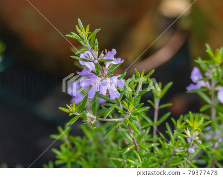 plant coastal Rosemary Westringia Wynyabbie Gem 79377478