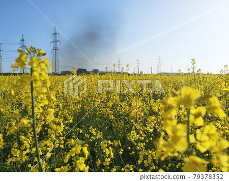 Beautiful field with yellow flowers on the background of a metallurgical plant. Beautiful field with yellow flowers on the background of a metallurgical plant. 79378352