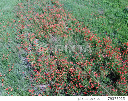 Red poppies bloom among field herbs in sunny weather, aerial view. Red poppies bloom among field herbs in sunny weather, aerial view. 79378915
