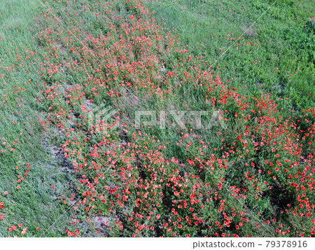 Red poppies bloom among field herbs in sunny weather, aerial view. Red poppies bloom among field herbs in sunny weather, aerial view. 79378916