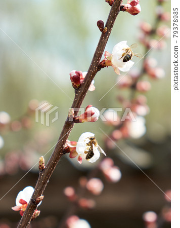 A bee collects nectar from spring flowers. Flowers on a tree branch. 79378985