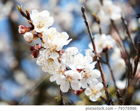 Blooming cherry. White flowers on the branches of a cherry tree in spring. Blurred background. Blooming cherry. White flowers on the branches of a cherry tree in spring. Blurred background. 79378986
