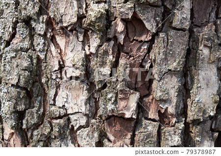 Pear tree bark as a background. Textured wood bark. Pear tree bark as a background. Textured wood bark. 79378987