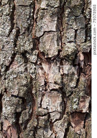Pear tree bark as a background. Textured wood bark. Pear tree bark as a background. Textured wood bark. 79378988