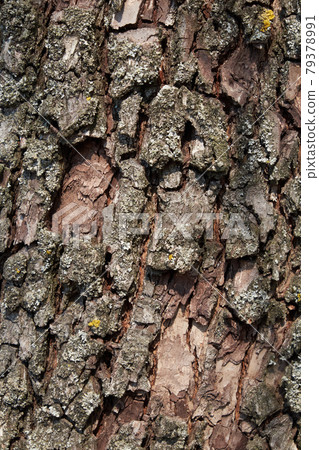 Pear tree bark as a background. Textured wood bark. Pear tree bark as a background. Textured wood bark. 79378991