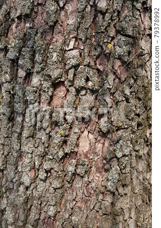 Pear tree bark as a background. Textured wood bark. Pear tree bark as a background. Textured wood bark. 79378992