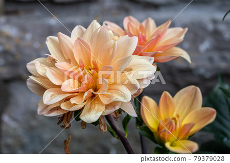 A closeup picture of a orange flower 79379028