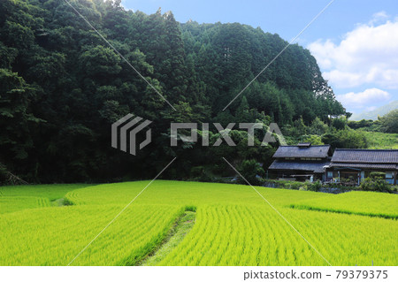 夏日鄉村風景/日本風景 79379375