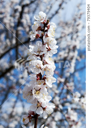 Flower buds on an apricot tree branch in spring. Flower buds on an apricot tree branch in spring. 79379404