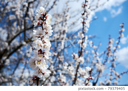 Flower buds on an apricot tree branch in spring. Flower buds on an apricot tree branch in spring. 79379405