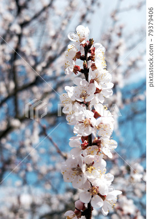 Flower buds on an apricot tree branch in spring. Flower buds on an apricot tree branch in spring. 79379406