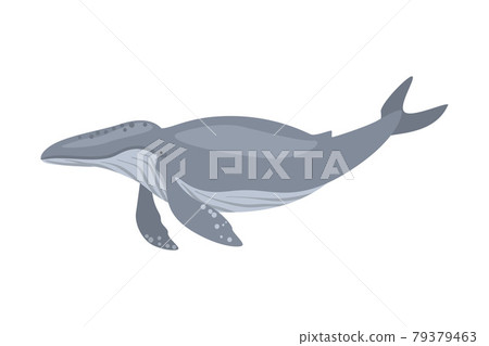 Whale Sea Arctic Animal, Wild Polar Marine Mammal Cartoon Vector Illustration Whale Sea Arctic Animal, Wild Polar Marine Mammal Cartoon Vector Illustration 79379463