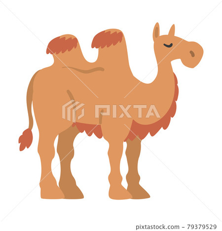 Cute Camel African Animal, Wild Herbivore Jungle Animal Cartoon Vector Illustration Cute Camel African Animal, Wild Herbivore Jungle Animal Cartoon Vector Illustration 79379529