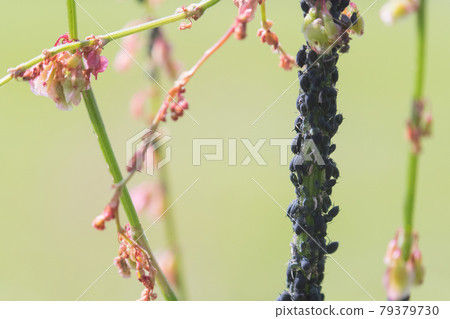 Aphid infestation of garden plants. Aphid infestation of garden plants. 79379730