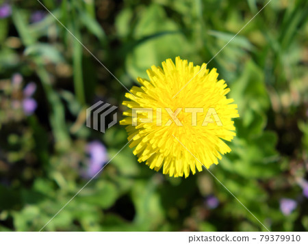 A large and beautiful dandelion flower. One yellow flower. A large and beautiful dandelion flower. One yellow flower. 79379910