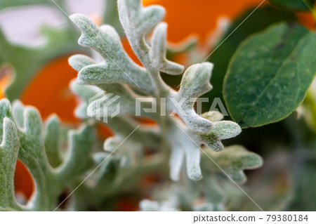 Beautiful floral background, assorted white and beige flowers, bouquer of roses and hydrangeas Beautiful floral background, assorted white and beige flowers, bouquer of roses and hydrangeas 79380184