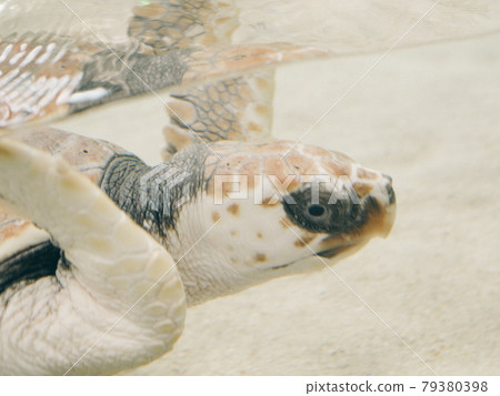 海龜舒適地游泳 海龜舒適地游泳 79380398
