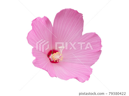 Mugunghwa花 Mugunghwa花 79380422