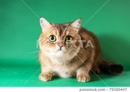 British short hair cat isolated on green background 79380447