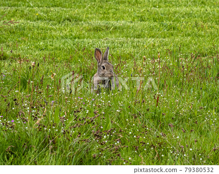 European rabbit, Common rabbit, Oryctolagus cuniculus sitting on a meadow in the village of Nebel in Amrum, Germany 79380532