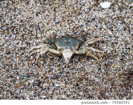 Baltic sea Crab at Nature Conservation Area Geltinger Birk at Springtime, Northern Germany 79380541