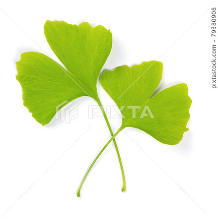 Two green ginkgo leaves, one above the other, on white background. Ginkgo biloba, also gingko or maidenhair tree, official tree of the Japanese capital Tokyo, and as a leaf the symbol of Tokyo. Photo. Two green ginkgo leaves, one above the other, on white background. Ginkgo biloba, also gingko or maidenhair tree, official tree of the Japanese capital Tokyo, and as a leaf the symbol of Tokyo. Photo. 79380908