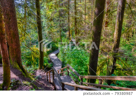 Lynn Canyon Park, North Vancouver, British Columbia, Canada. 79380987