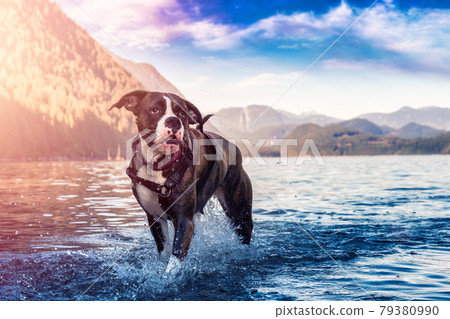 Playful and Funny Boxer Dog swimming in the water 79380990