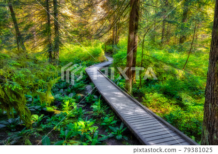 Lynn Canyon Park, North Vancouver, British Columbia, Canada. Lynn Canyon Park, North Vancouver, British Columbia, Canada. 79381025