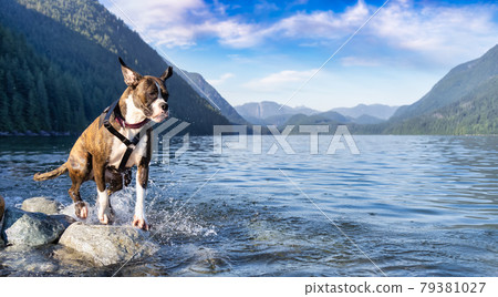 Playful and Funny Boxer Dog swimming in the water 79381027