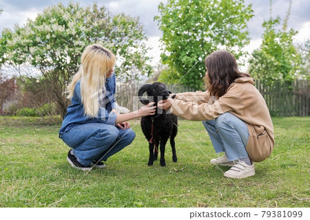 Rustic style, small animal farm, a couple of teenagers play touching a black ram 79381099