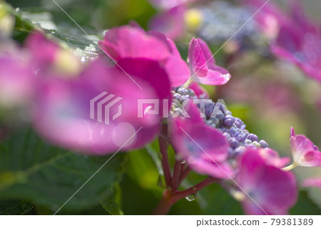 Red hydrangea 79381389