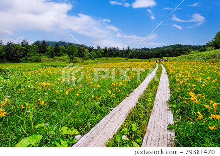 Nikko Kisuge community in Oze Marsh 79381470