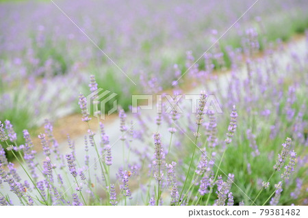 薰衣草花 薰衣草花 79381482