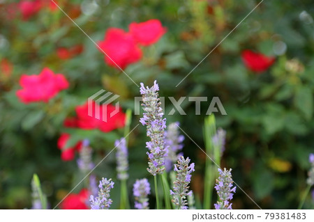 薰衣草花 薰衣草花 79381483