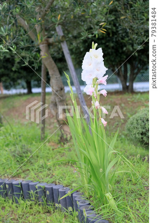 唐菖蒲花 唐菖蒲花 79381484