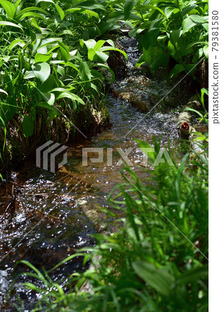 Flowing between river bushes Flowing between river bushes 79381580