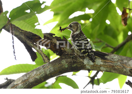 Japanese pygmy woodpecker-small woodpecker 79381617