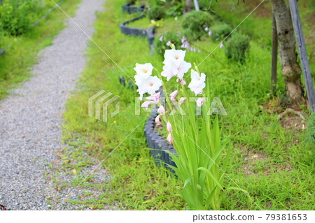 Gladiolous Flower 79381653